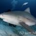 shark_bull_pdm_h_0012_mex0017.jpg